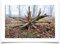 Tree roots 2 - Bill Rigby